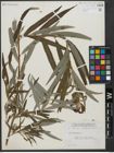 Foto von Salix viminalis L.